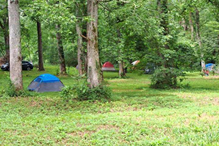a group of people in a forest